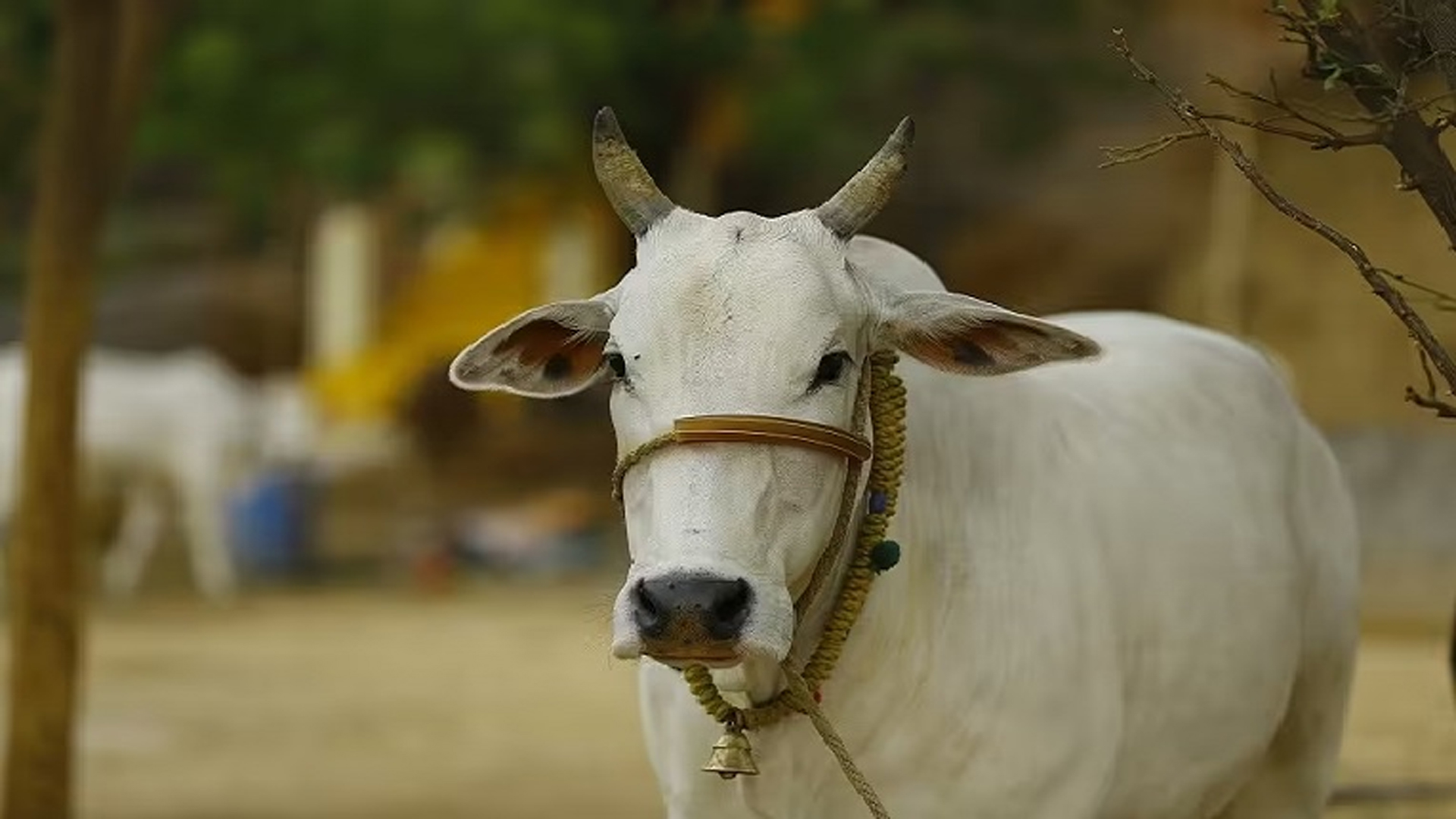 প্রশ্ন-উত্তর: মোটাতাজা বাছুর কুরবানি করা